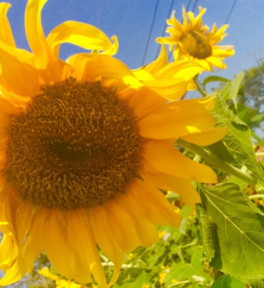 Nature's Sunflowers