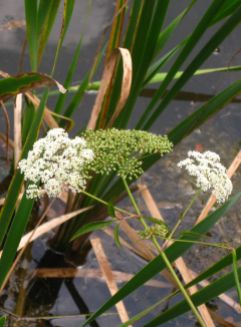 queen ann's lace at the lake2016